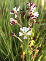 Zaluzianskya elongata