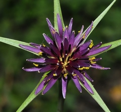 Tragopogon crocifolius