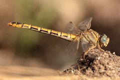 Paragomphus lineatus