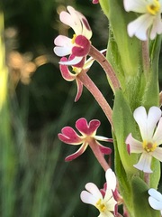 Zaluzianskya elongata