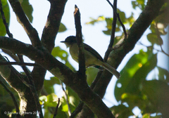 Dysithamnus mentalis