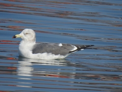 Larus crassirostris