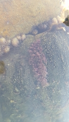 Porifera