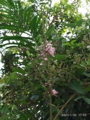 Millettia