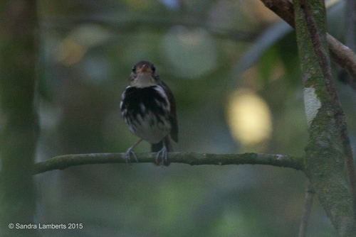 Southern Antpipit (Corythopis delalandi) · iNaturalist