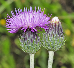 Tyrimnus leucographus