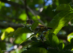 Hemithraupis flavicollis