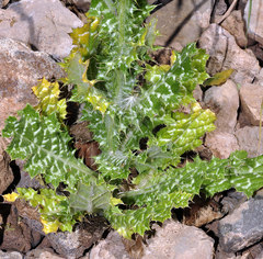 Tyrimnus leucographus