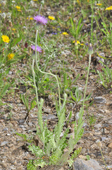 Tyrimnus leucographus