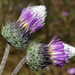 White-spotted Thistle - Photo (c) faluke, some rights reserved (CC BY-NC), uploaded by faluke