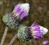 White-spotted Thistle - Photo (c) faluke, some rights reserved (CC BY-NC), uploaded by faluke