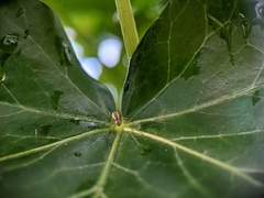 Neriene peltata