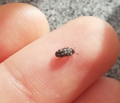 Paranovelsis punctatus