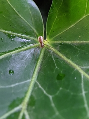 Neriene peltata