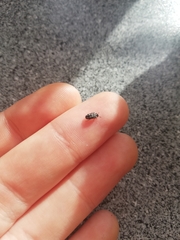 Paranovelsis punctatus