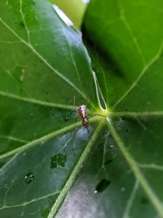 Neriene peltata