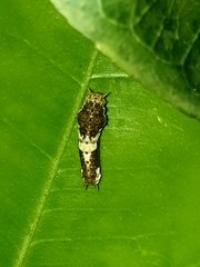Papilio demoleus malayanus