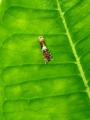 Papilio demoleus malayanus