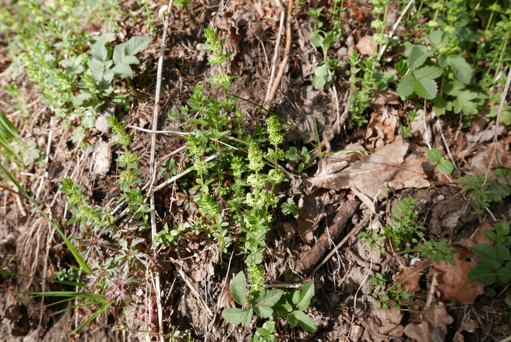 Cruciata glabra (Cruciata glabra)