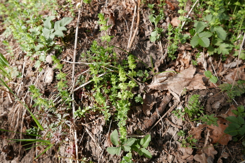 Cruciata glabra (Cruciata glabra)