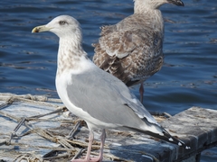 Larus argentatus vegae