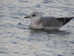 Larus canus