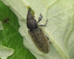 Lixus cardui