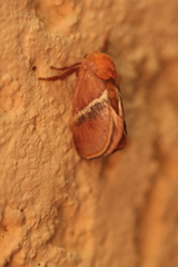 Eloasa bombycoides
