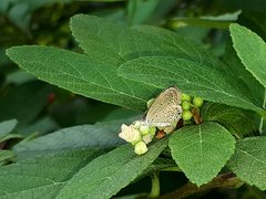 Zizula hylax pygmaea