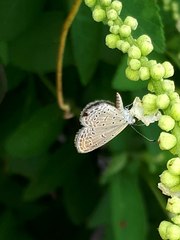 Zizula hylax pygmaea