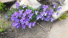 Viola ferrarinii