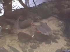 Barbonymus schwanefeldii