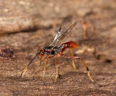 Austrohelcon erythrocephalus