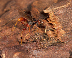 Austrohelcon erythrocephalus