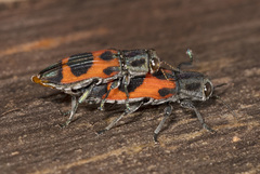 Nascioides parryi