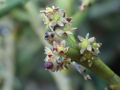 Exocarpos bidwillii