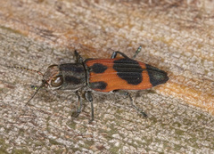 Nascioides parryi