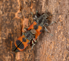 Nascioides parryi