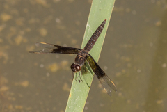 Brachythemis fuscopalliata