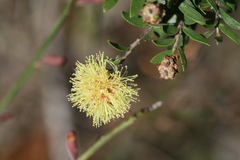 Melaleuca thymoides