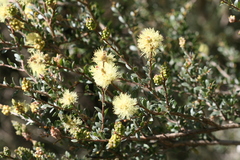 Melaleuca thymoides