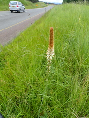 Kniphofia buchananii