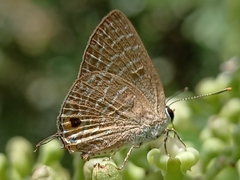 Virachola kessuma
