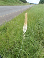 Kniphofia buchananii
