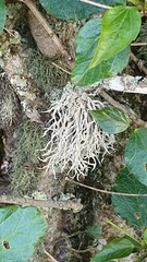 Roccella montagnei
