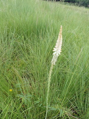 Kniphofia buchananii