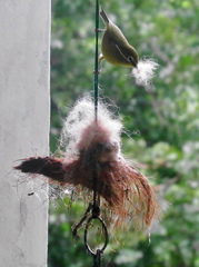 Zosterops virens virens