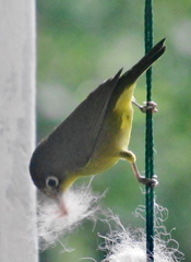 Zosterops virens virens