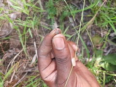 Amblyomma hebraeum