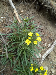 Erysimum sylvestre